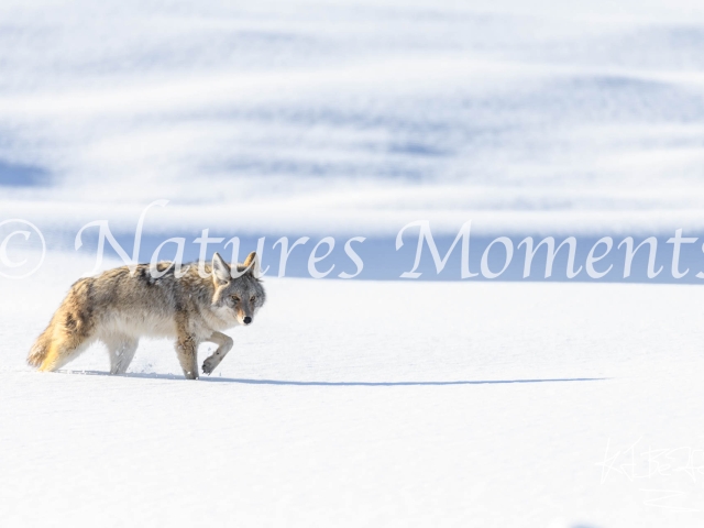 Coyote - Snow Hunter