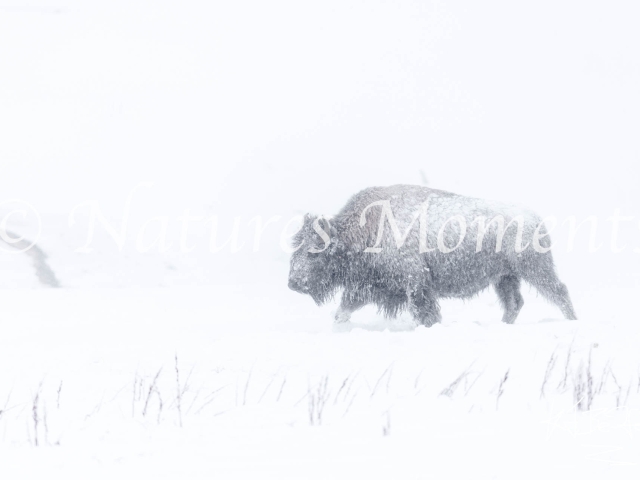 Bison - In the Blizzard