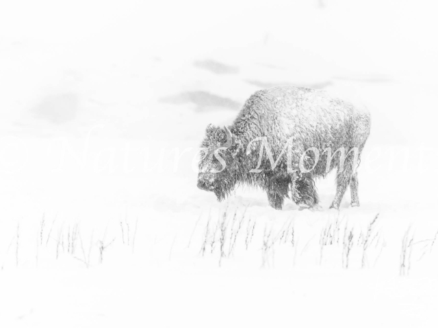 Bison - Monochrome