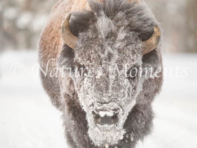 Bison - Snow Make-up