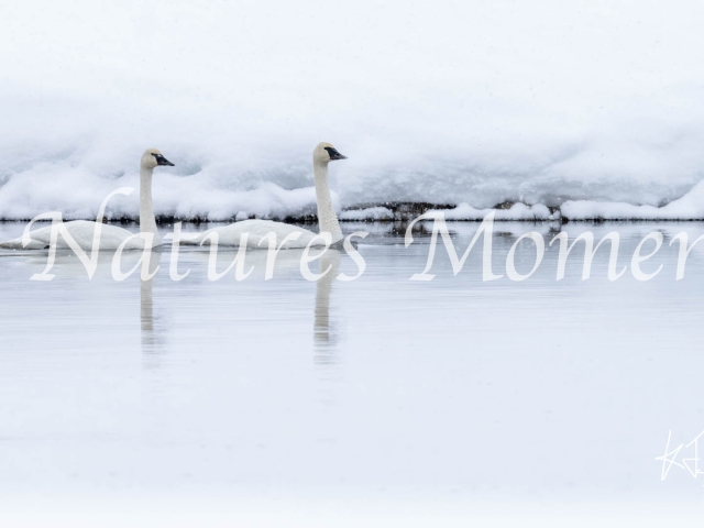 Trumpeter Swan - Cold River