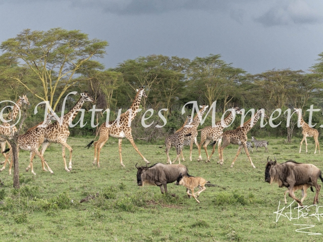 Masai Giraffe Group