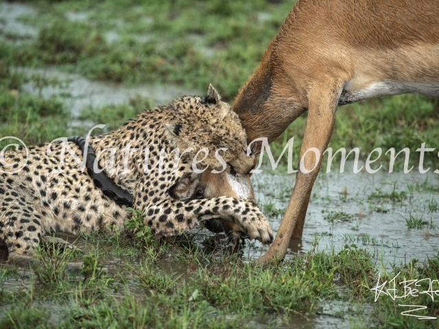 Cheetah - Pulling down the Impala