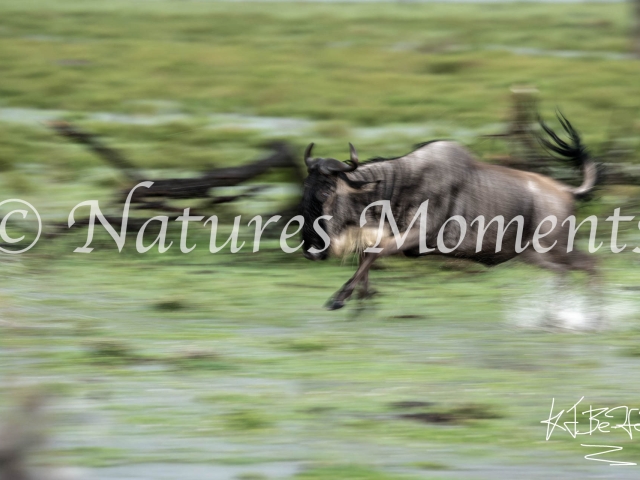 Wildebeest - Motion Blur