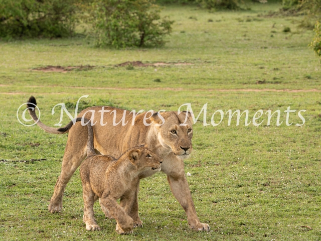 African Lion - Mother and Cub