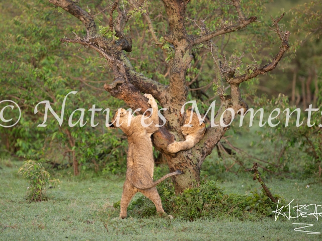 African Lion - Playing Round the Tree