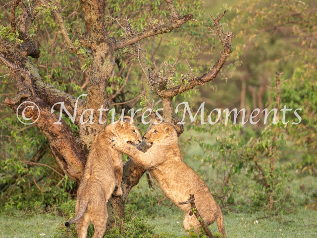 African Lion - Play Fight