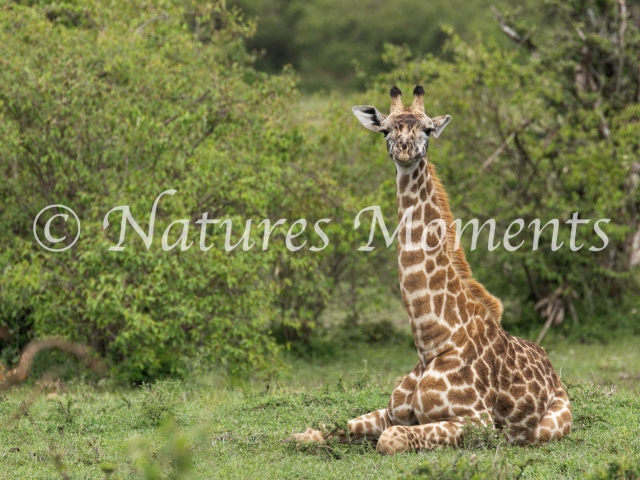 Masai Giraffe Resting