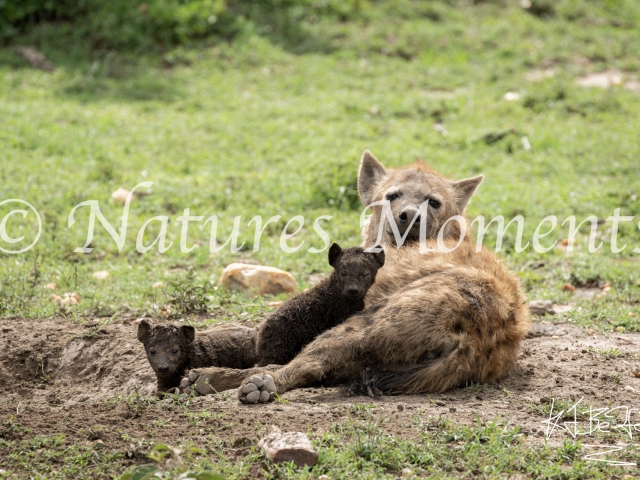 Hyena - With Newly Born Cubs