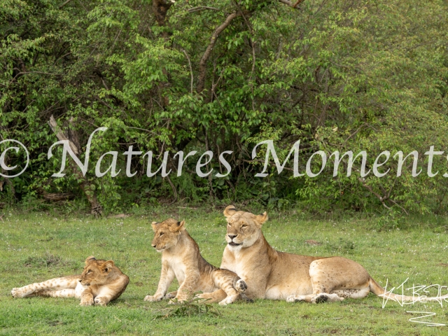 African Lion - Mum with Cubs