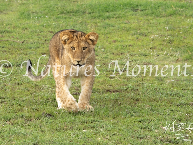 African Lion - Curious Cub
