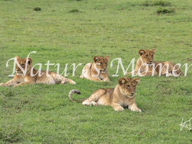 African Lion - The Cubs Resting