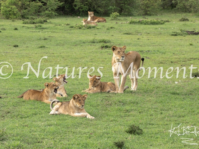African Lion - Family Time