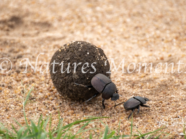 Dung Beetle Defending its Dung