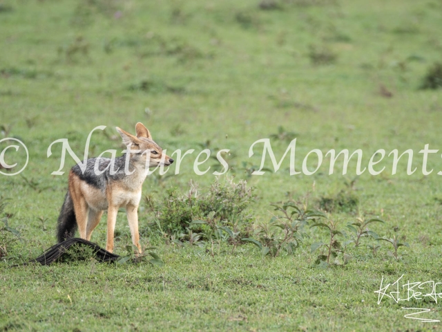 Black-backed Jackal - Protecting the Tail