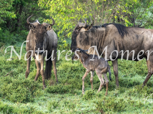 WIldebeast with New Born Foal