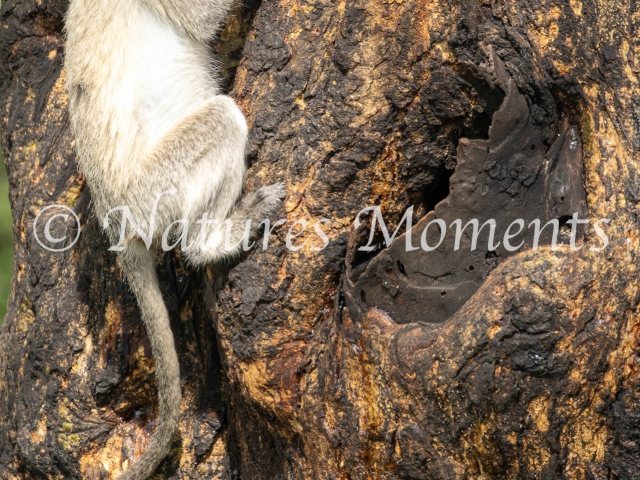 Vervet Monkey - On Tree Bark