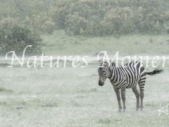 Burchell's Zebra in the Rain