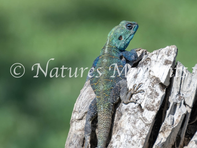 Blue-headed Agama Lizard