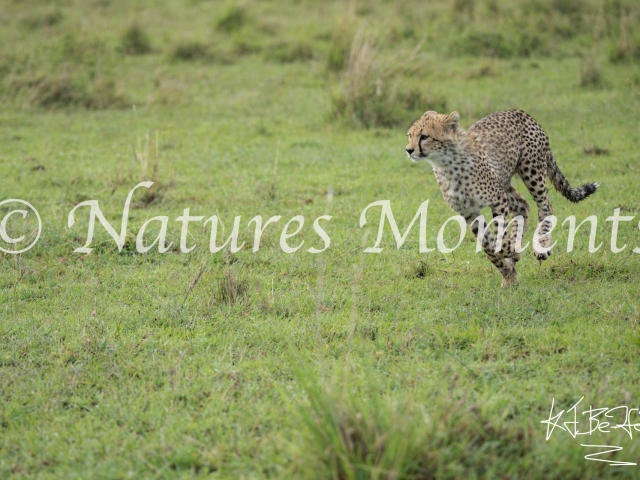 Cheetah Cub - Playful Run