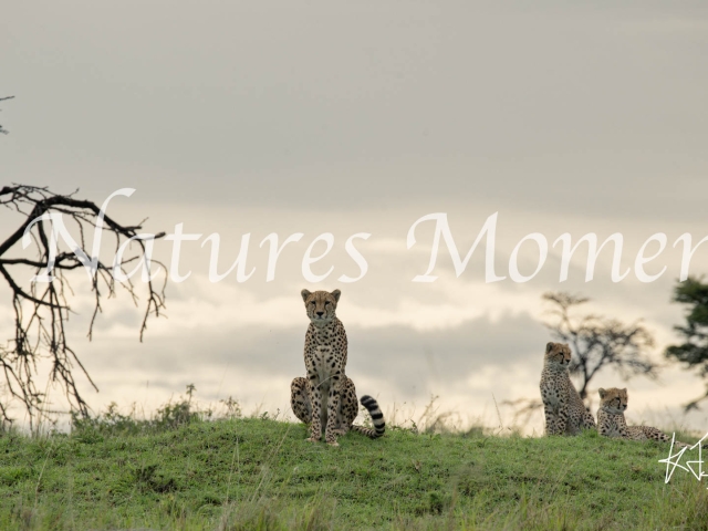 Cheetah - Looking after the Cubs