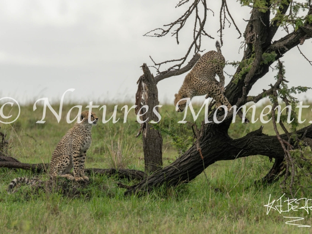 Cheetah Cubs - Watch Me Jump