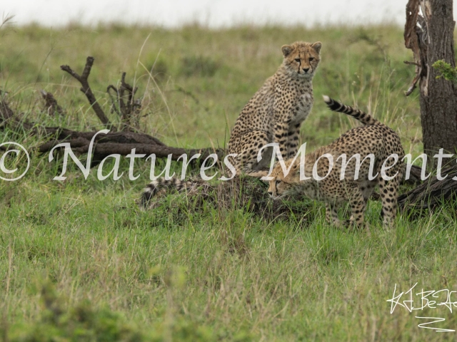 Cheetah Cubs - Lets Go