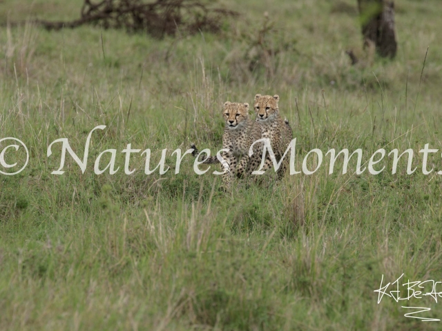 Cheetah Cubs - Running Together