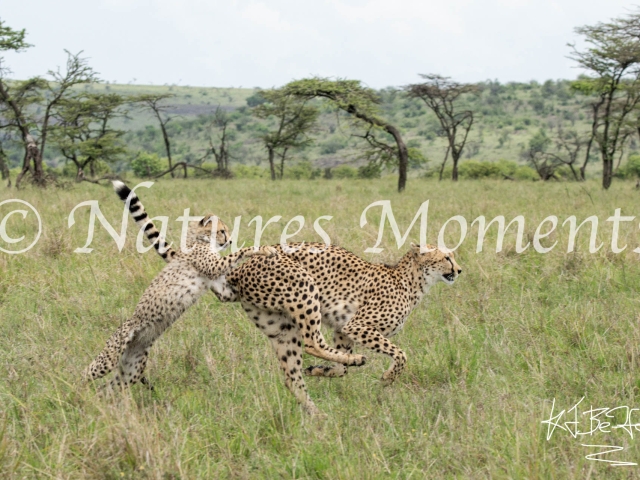Cheetah - Trying to Slow Mum Down