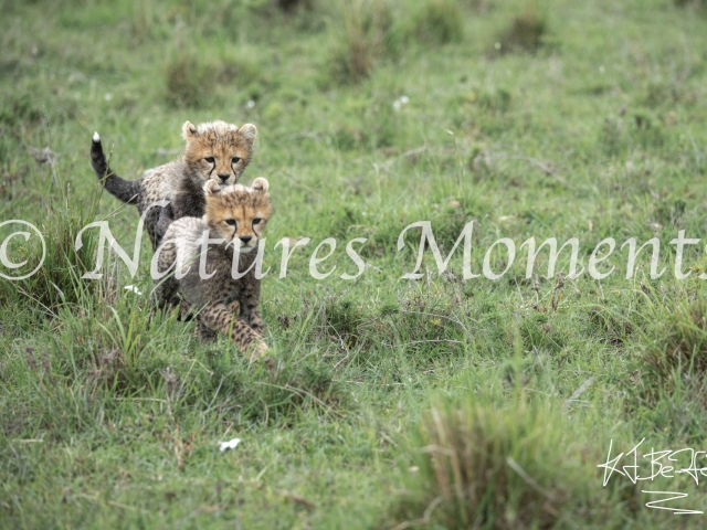 Cheetah Cubs - Chasing