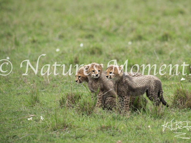 Cheetah Cubs - Keep Together