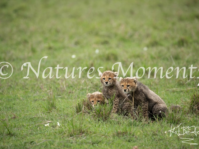 Three Crouching Cheetah Cubs