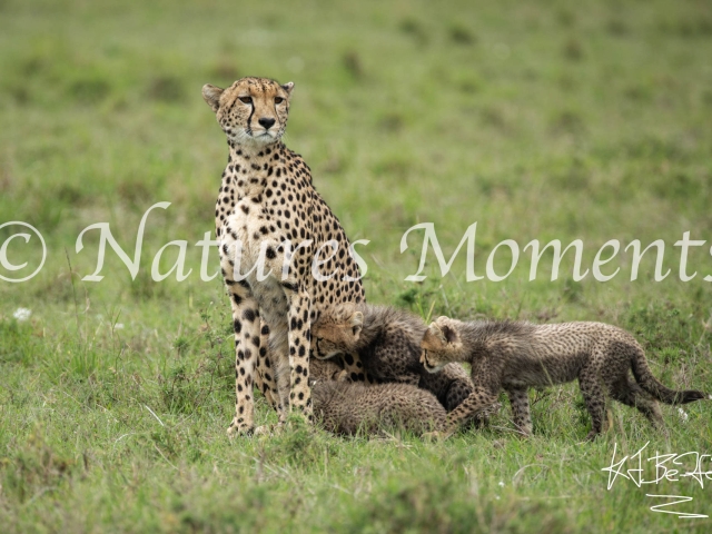 Cheetah Cubs - Time for Breakfast