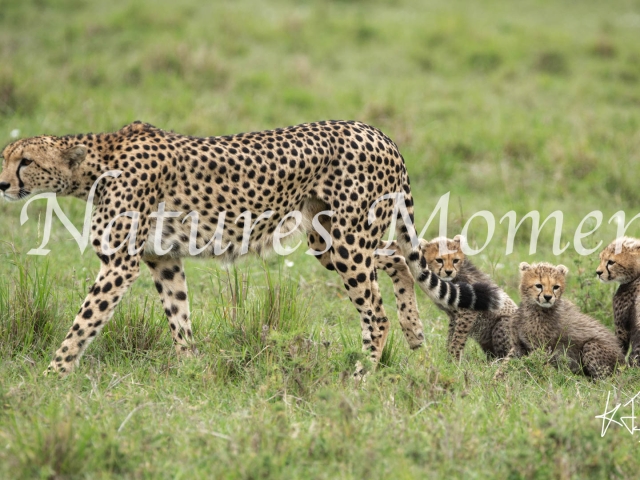 Cheetah - Keep the Cubs Nearby