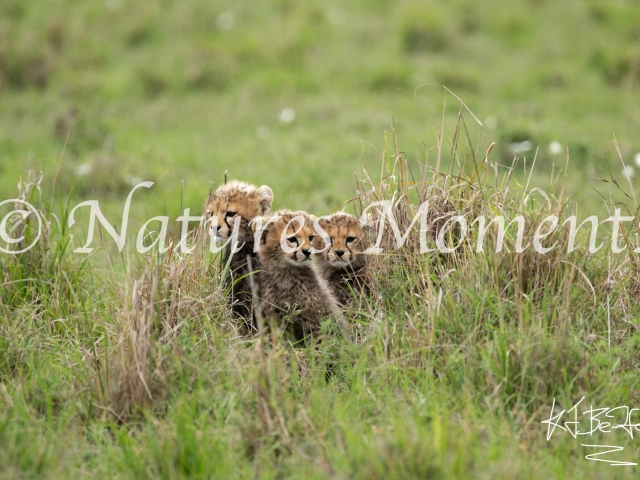 Cheetah Cubs - Where's Mum Gone