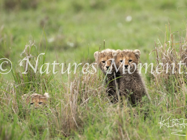 Curious Cheetah Cubs