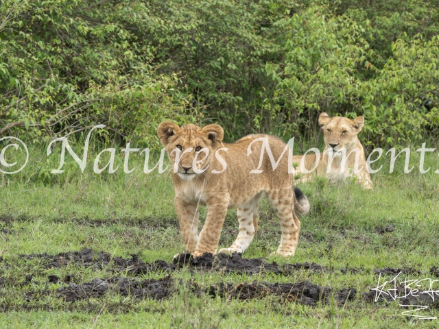 African Lion - Watched by Mother