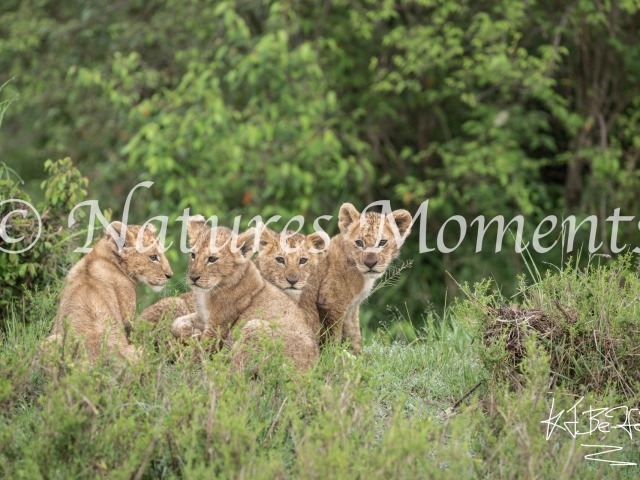 African Lion - Quadruple Trouble