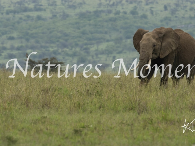 African Bush Elephant - Grassland Stroll