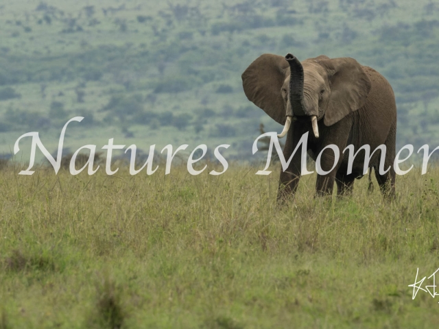 African Bush Elephant - Back Off
