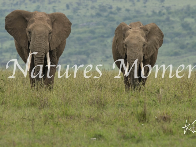 African Bush Elephant - Twos Company