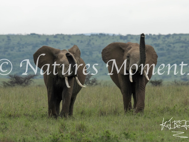 African Bush Elephant - Trumpeteers I