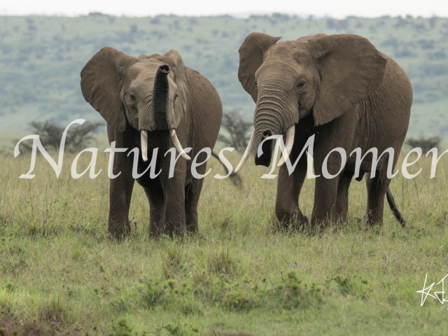 African Bush Elephant - Trumpeteers II