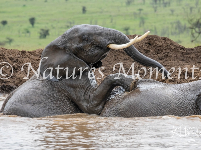 African Bush Elephant - Bathtime Fun