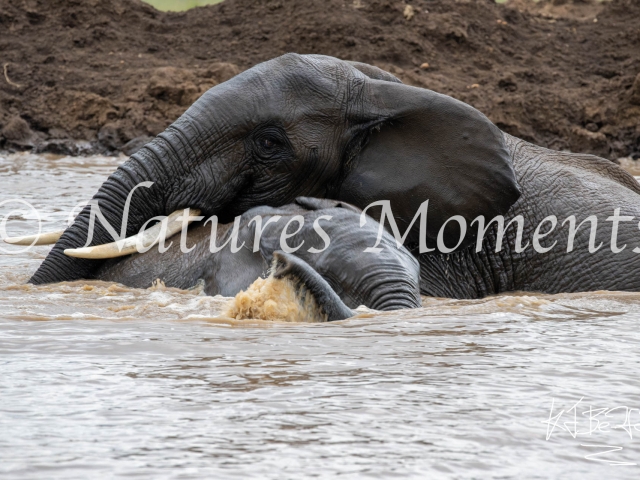 African Elephant - Having a Cuddle