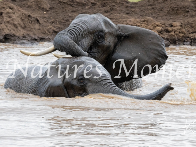 African Bush Elephant - Water bath