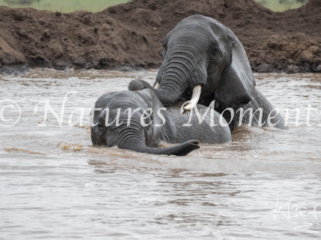 African Bush Elephant - Bathtime Duet