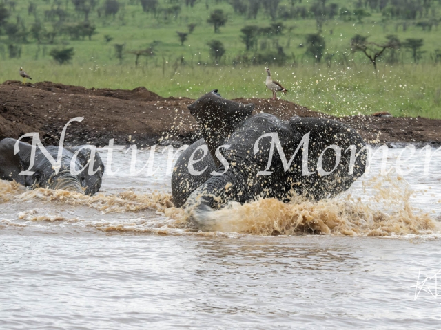 African Bush Elephant - Splash Time