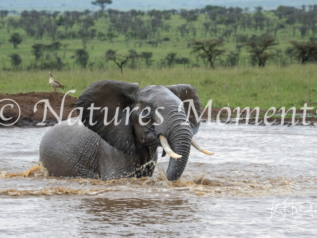 African Bush Elephant - Cooling Dip