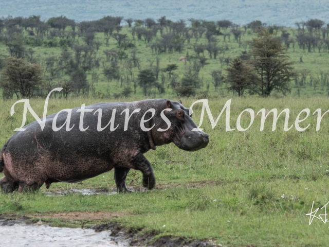 Hippopotamus - Leaving the Waterhole